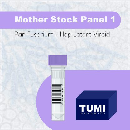 Mother Stock Screening 1 (HLVd + Pan Fusarium)